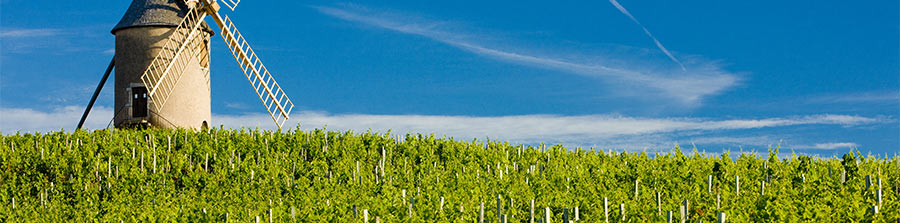 Vignoble du Rhône