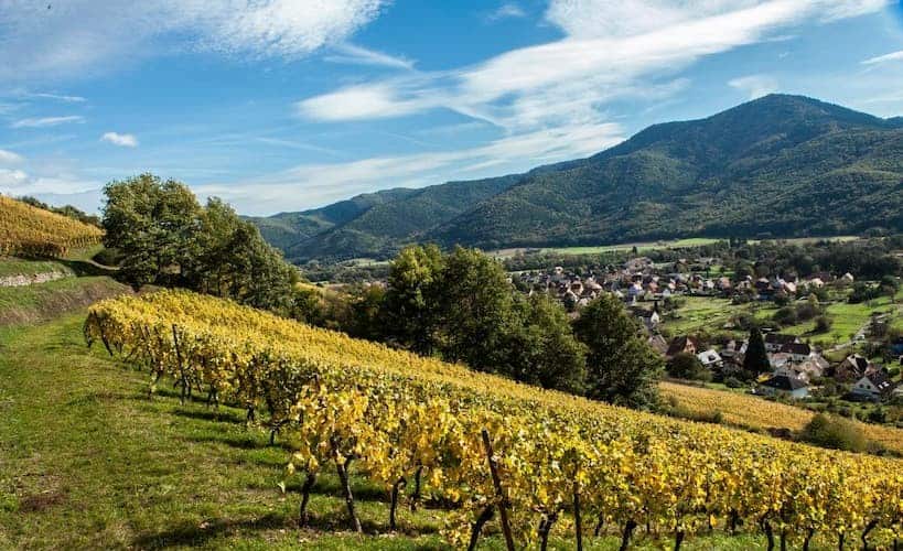 Domaine Schoenheitz - Vignoble en Alsace