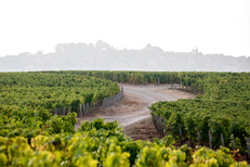 Séjour oenologie à Sancerre