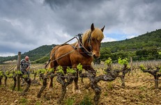 Séjour dans le vignoble de Pic-Saint-Loup
