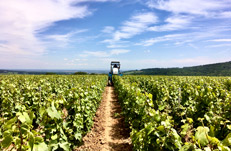 Stay in the Macônnais vineyard, Burgundy