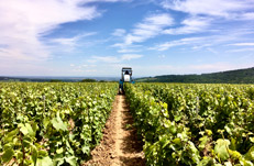 Séjour vin dans le Macônnais