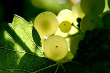 Grapes from Domaine Selosse