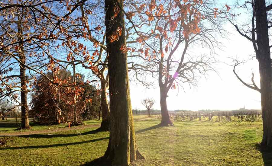 Château Siaurac - Wine tour