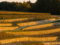 Château Tour Saint Christophe - Domaine viticole