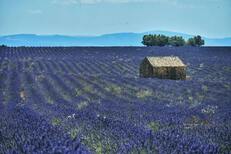 Tour of the vineyards of Cézanne's homeland