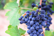 Vigne appellation Rhône