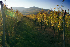 Alsace vineyard