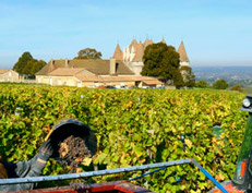 Bergerac vineryard - France