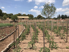 Organic vineyard in Provence