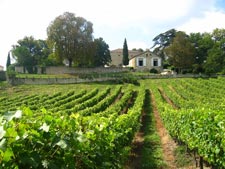 Vineyard in Gers