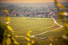 Wine tasting in the vineyard