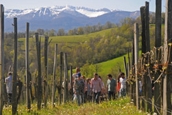 Visite coteaux de Jurançon