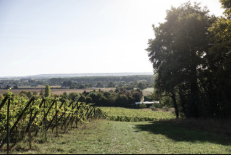 découverte du premier vignoble de Normandie, Les Arpents du Soleil