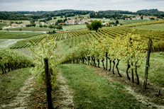 Maison Rémy Martin - Vignoble à Cognac