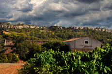 Saint Chinian vineyard