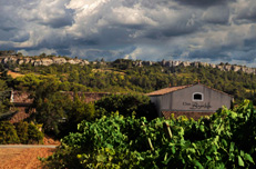 Vignoble de Saint-Chinian