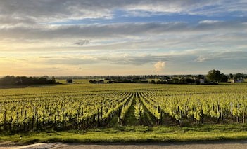 Logis de Valandraud - Vineyard