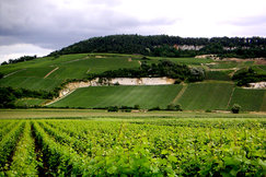 Vignoble champenois