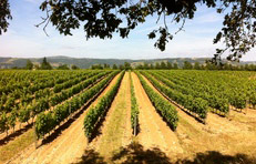 Visit the Crozes-Hermitage Appellation