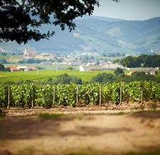 Brouilly vineyard in the Beaujolais region