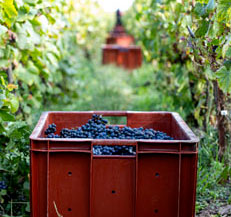Visite vignoble de Champagne - Cuvée Bio