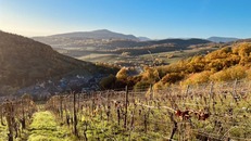 We vignoble proche d'Obernai