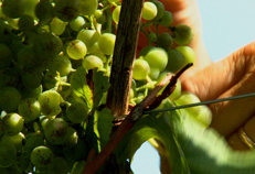 Découverte vignoble jurançon