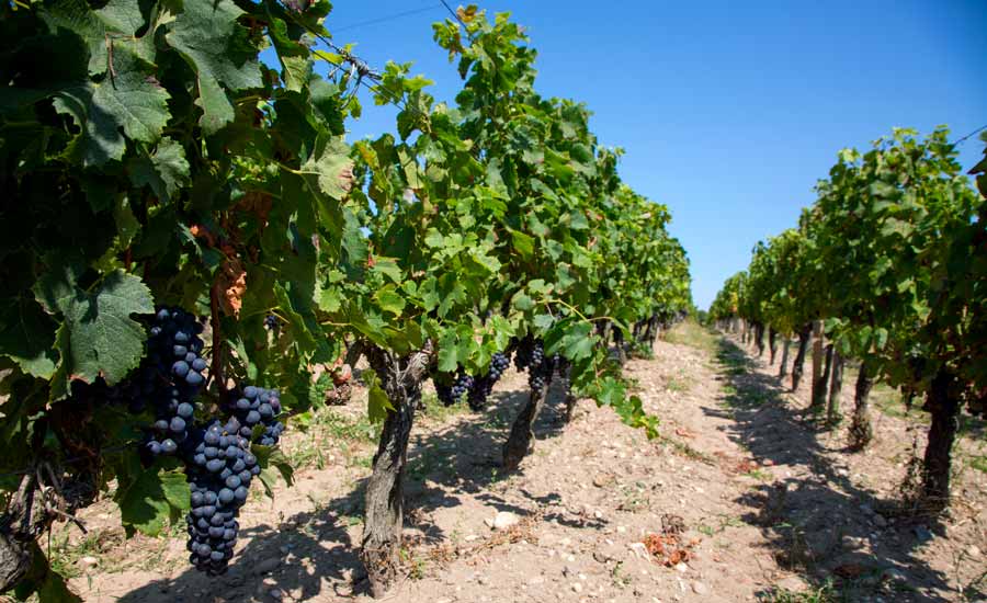 La Wine Hôte - Chambre d'hôtes dans le Médoc