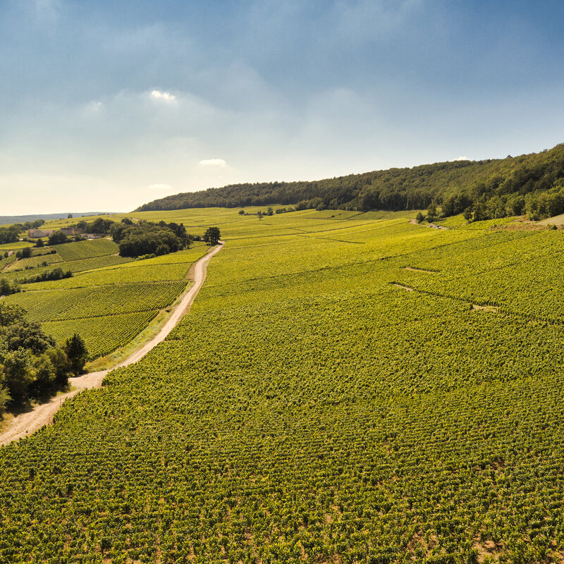 Sur le chemin des vignobles